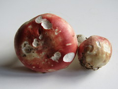 Russula aurora