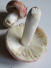 Russula aurora