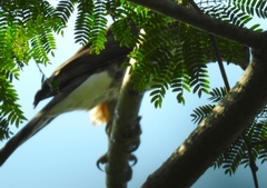 Micrastur semitorquatus