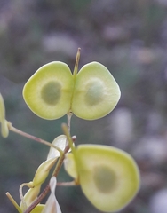Biscutella laevigata