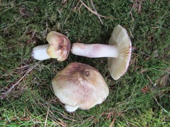 Russula violeipes