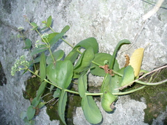 Hylotelephium caucasicum