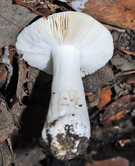 Russula raoultii