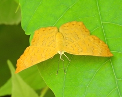 Emesis vulpina