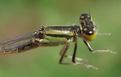 Ischnura graellsii