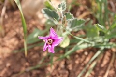 Convolvulus stachydifolius