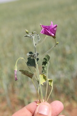 Convolvulus stachydifolius