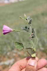 Convolvulus stachydifolius