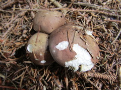 Russula firmula