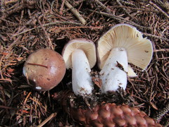 Russula firmula