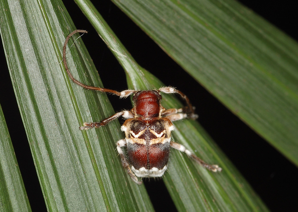 Desmiphoropsis variegata