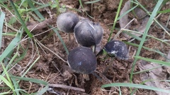 Panaeolus cyanescens image