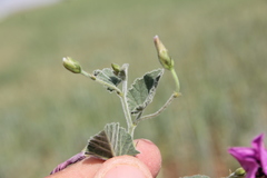 Convolvulus stachydifolius