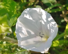 Convolvulus betonicifolius