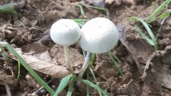 Panaeolus cyanescens image