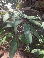 Daphniphyllum