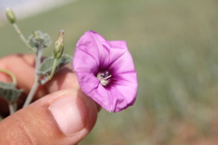 Convolvulus stachydifolius