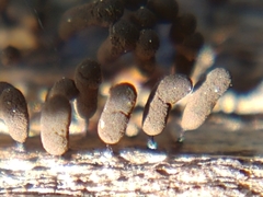 Myxomycetes