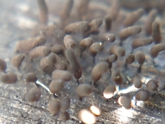 Myxomycetes