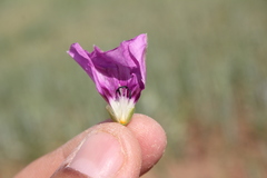 Convolvulus stachydifolius