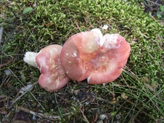 Russula lepida