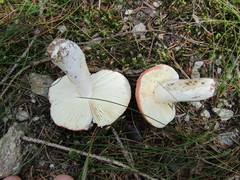Russula lepida