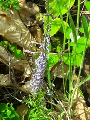 Anarrhinum bellidifolium
