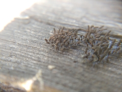 Myxomycetes