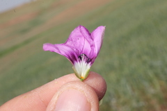 Convolvulus stachydifolius