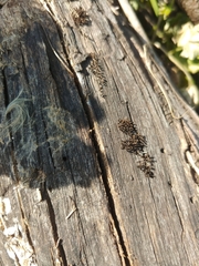 Myxomycetes