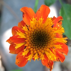 Adenophyllum aurantium