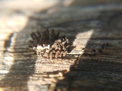 Myxomycetes
