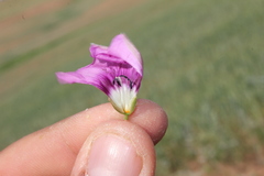 Convolvulus stachydifolius