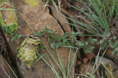 Barleria macrostegia
