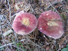 Russula badia