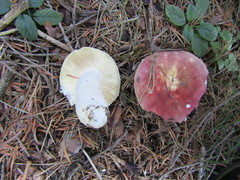 Russula badia