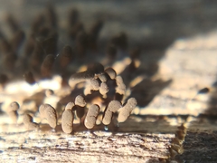 Myxomycetes