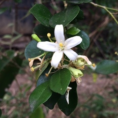 Gelsemiaceae