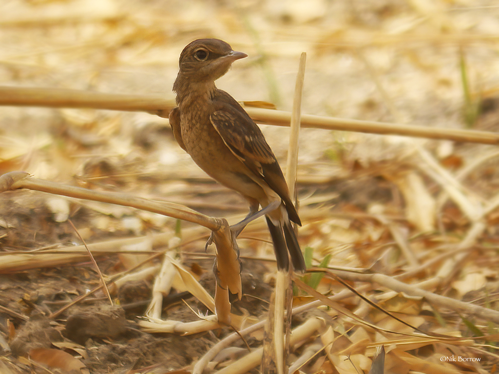 Heuglin's Wheatear photo