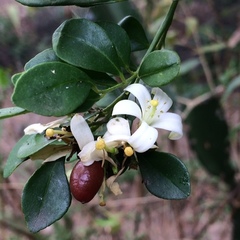 Gelsemiaceae