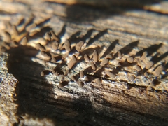 Myxomycetes