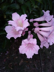 Podranea