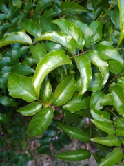 Podranea