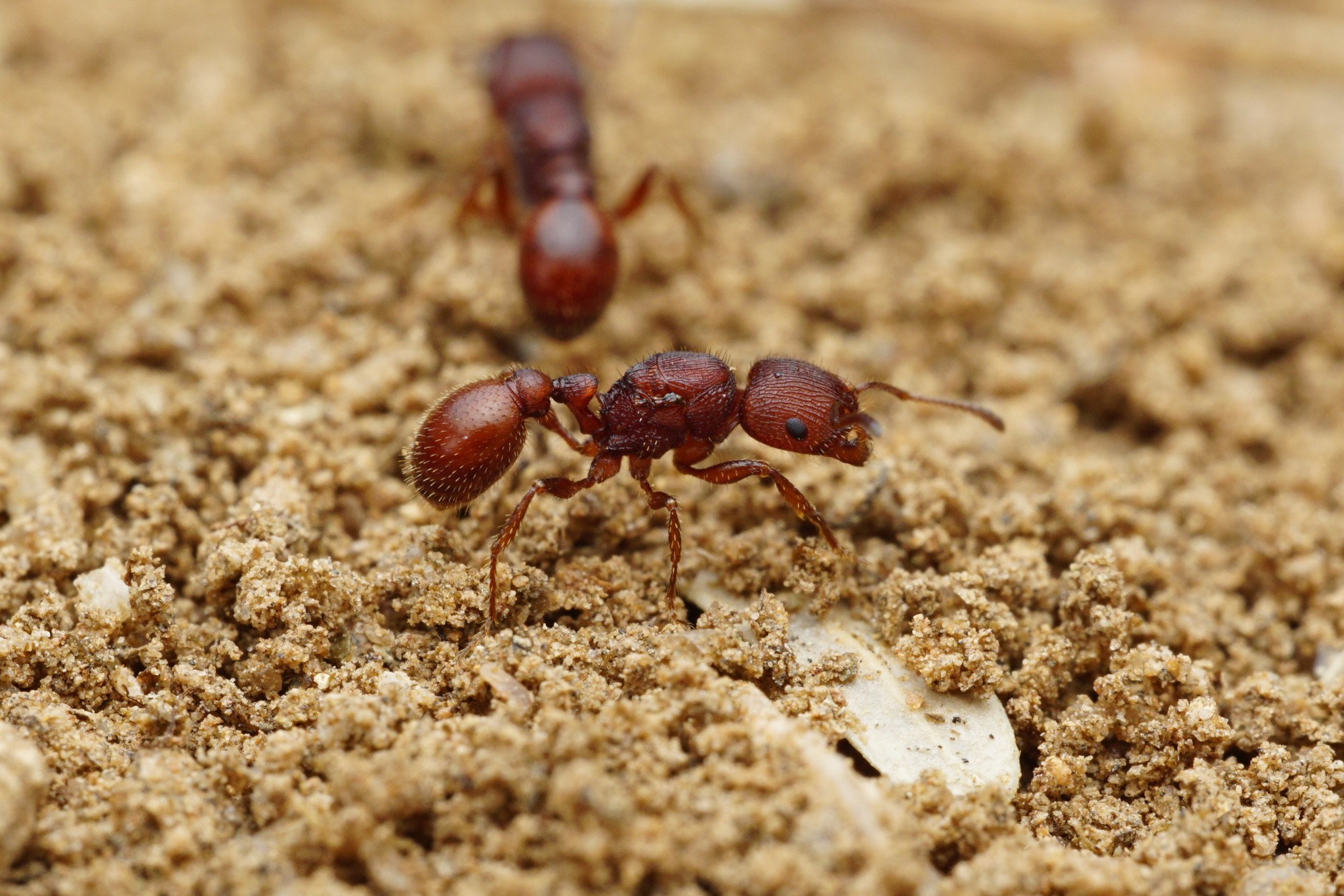 Pogonomyrmex pima