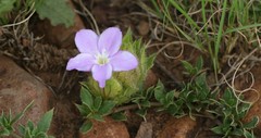 Barleria macrostegia