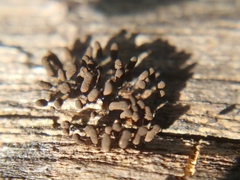 Myxomycetes