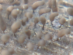 Myxomycetes
