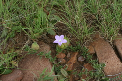Barleria macrostegia