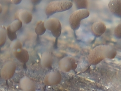 Myxomycetes