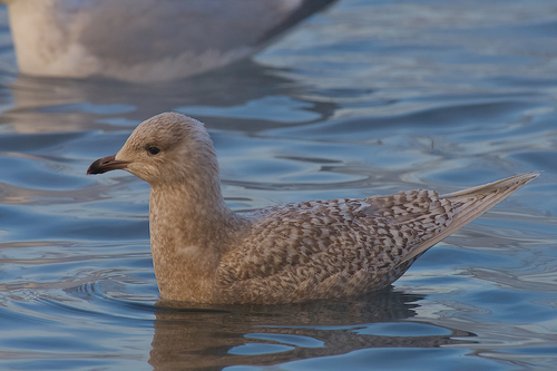 Iceland Gull